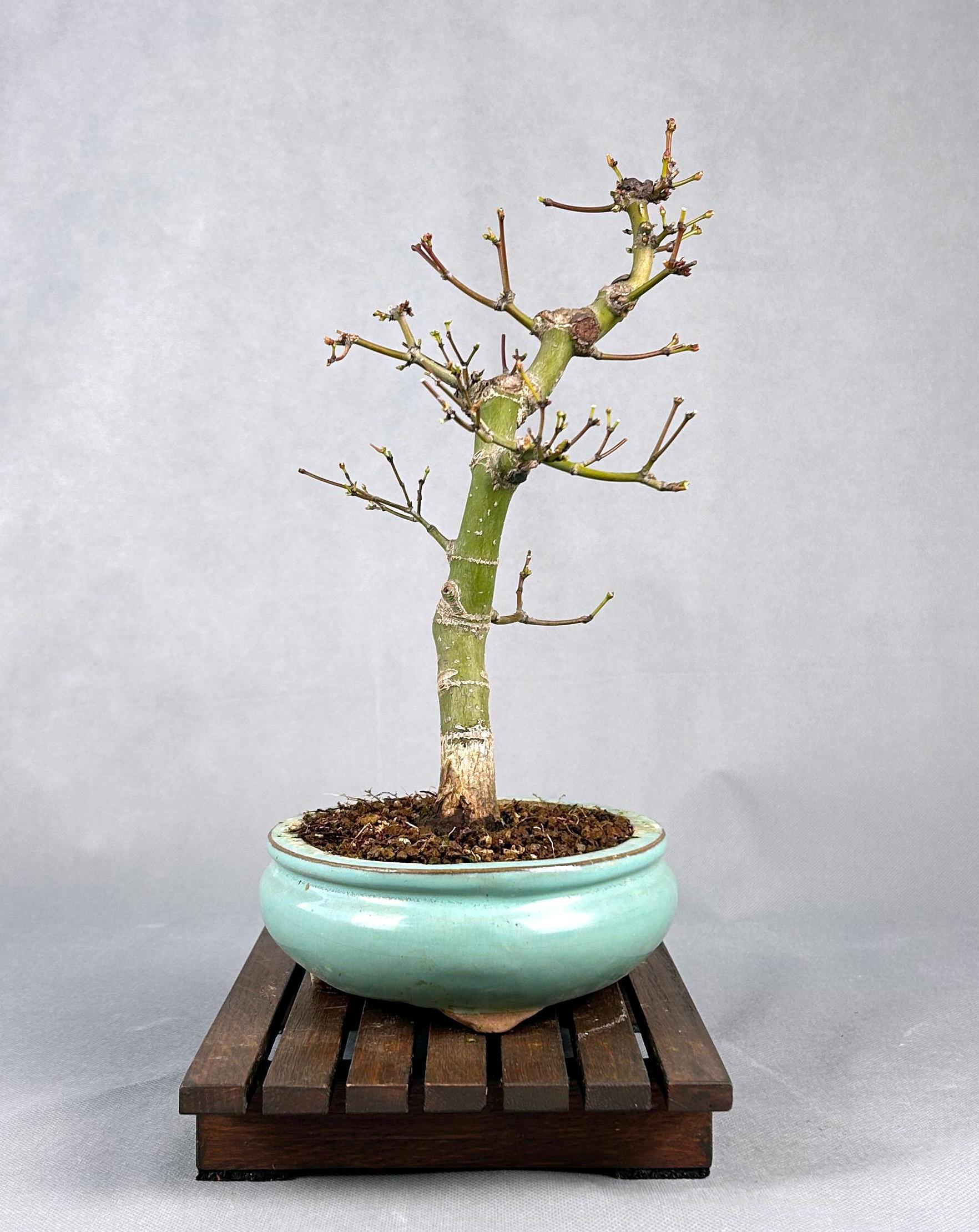 ACER PALMATUM ORANGE GREEN - Image 5